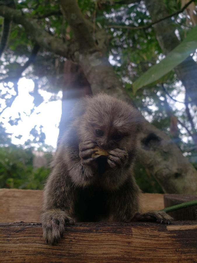 Chale Aloha Villa Florianópolis Dış mekan fotoğraf